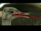 Ostrich From Goat Simulator