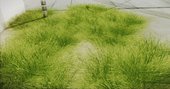 Super Realistic Grass