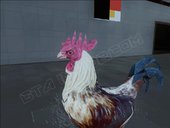 Rooster 