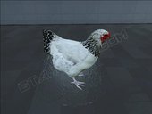 Chicken From Homefront