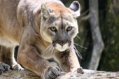 Puma Concolor En La Montaña