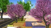 Cherry Trees  1.0