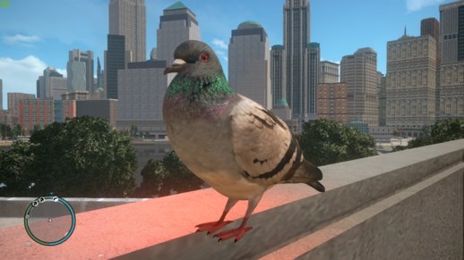 High Quality Pigeons