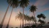 Palm Trees From Definitive Edition