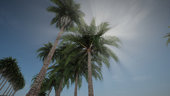 Palm Trees From Definitive Edition