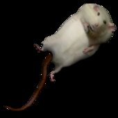 Robert The Fat Rat Meme