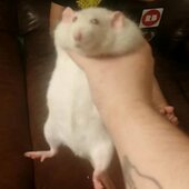 Robert The Fat Rat Meme